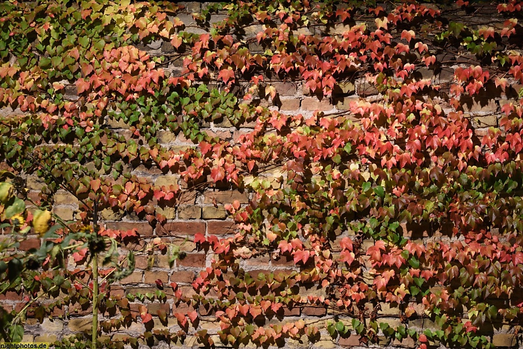 Berlin Kreuzberg Herbstlaub hinter der Berlinischen Galerie