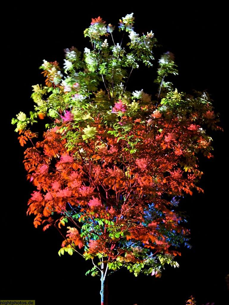 Zwickau Baum im Projektionsstrahl beim Festival of Lights 2018