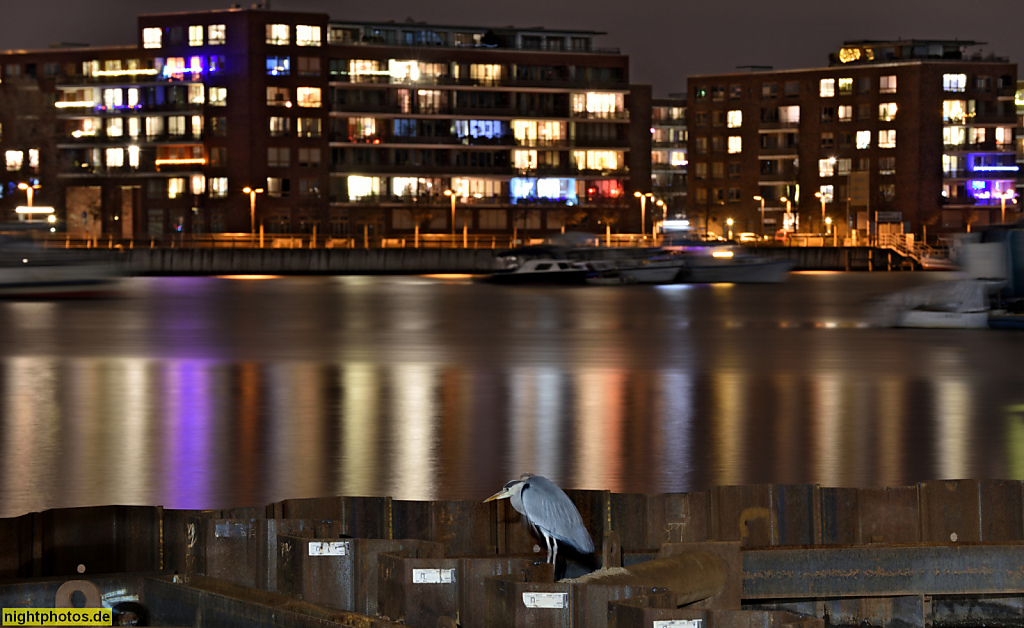 Berlin Stralau Fischreiher an der Rummelsburger Bucht
